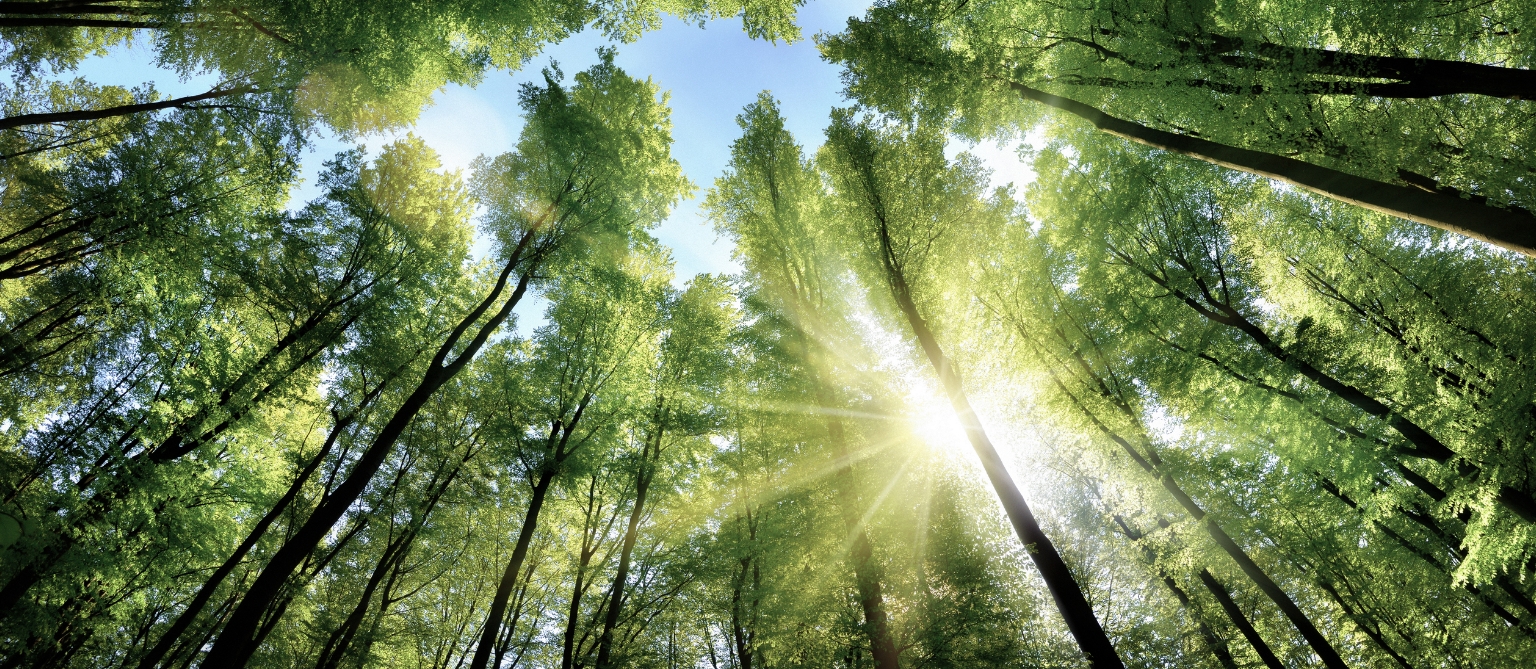 環境への取り組み